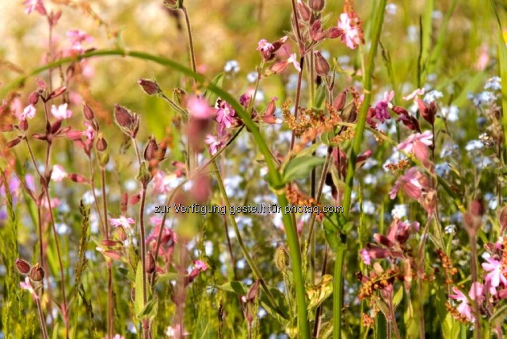 Wiese; Alpbach, © Susanne Lederer-Pabst (10.07.2013) 