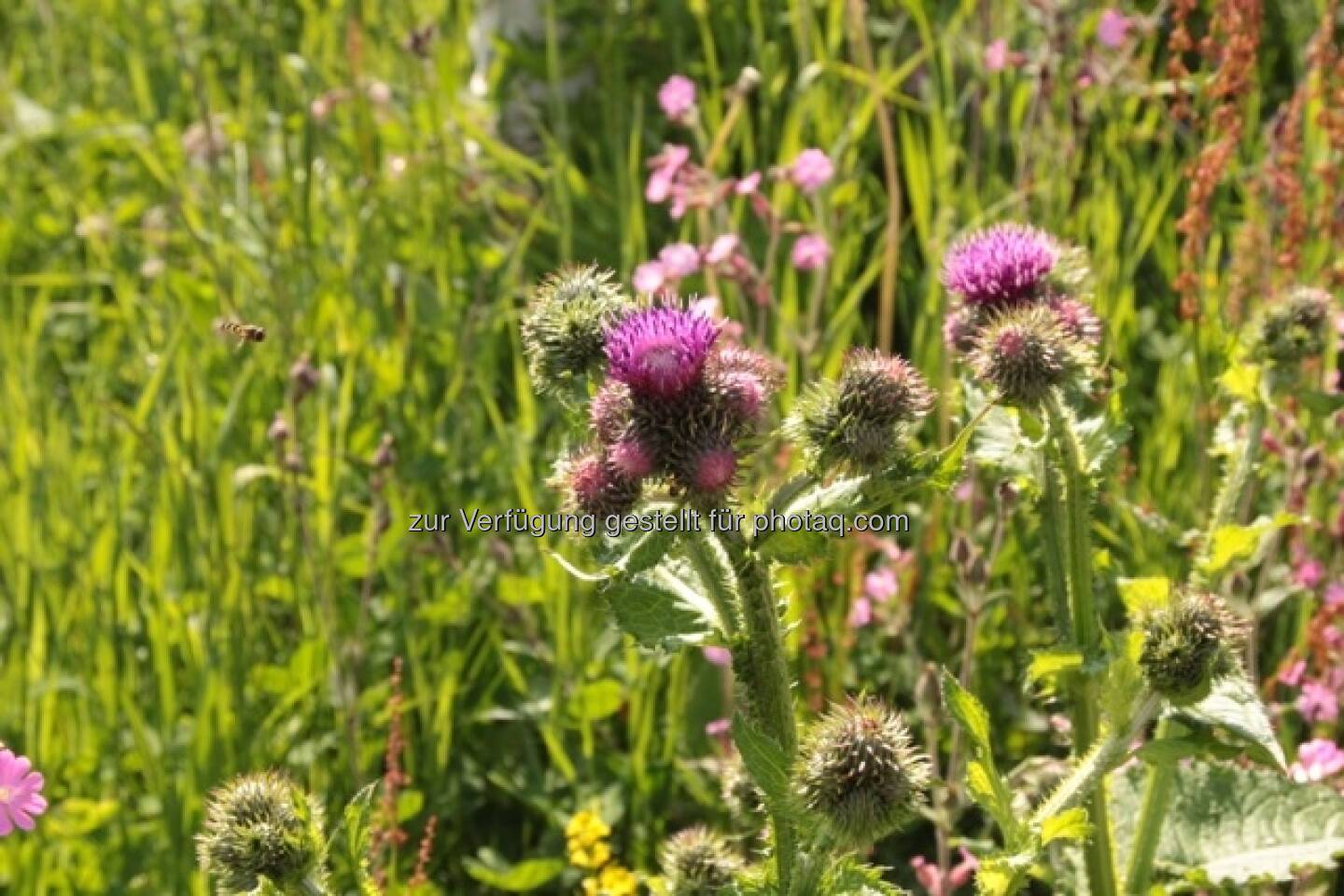 Wiese; Alpbach