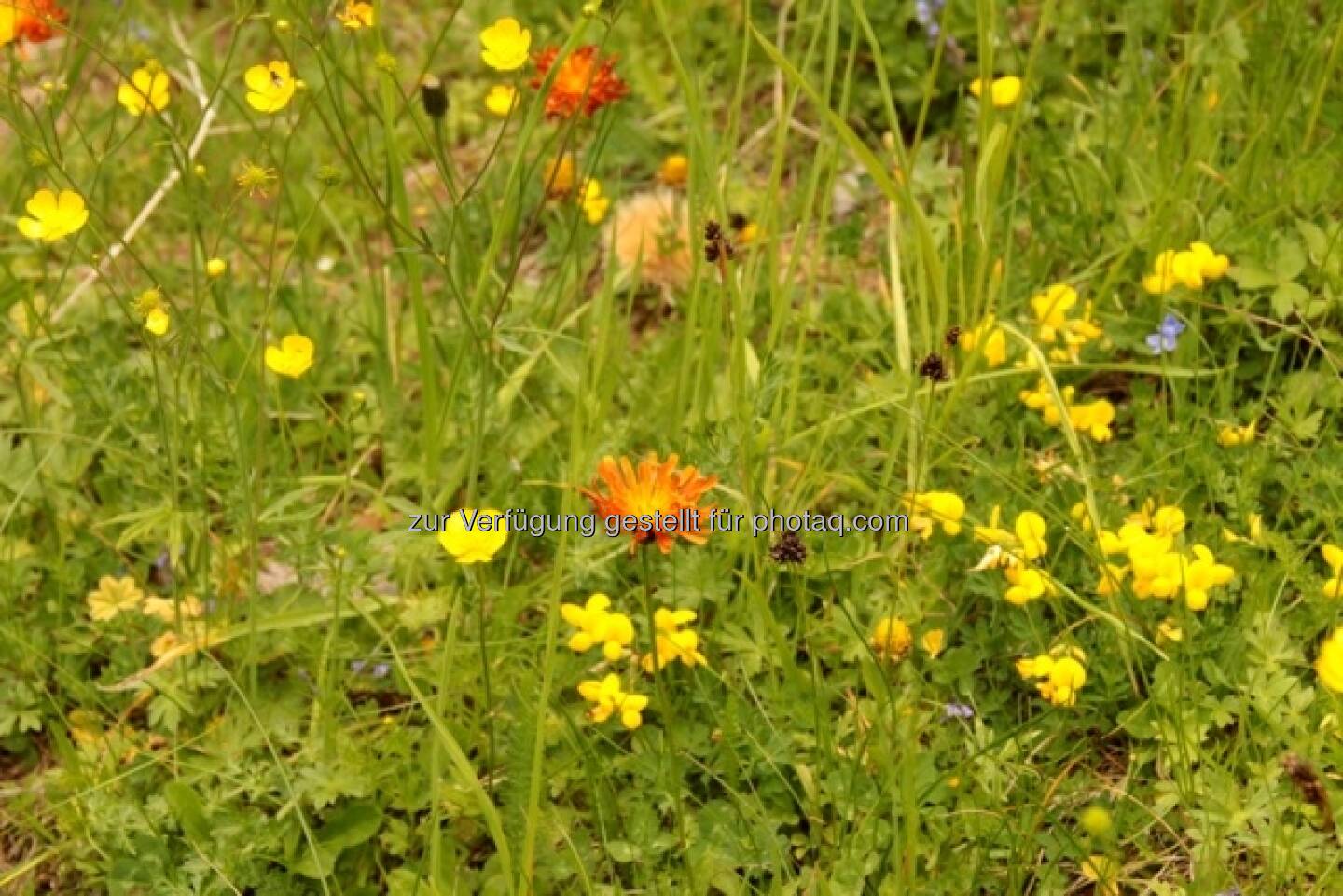 Wiese; Alpbach