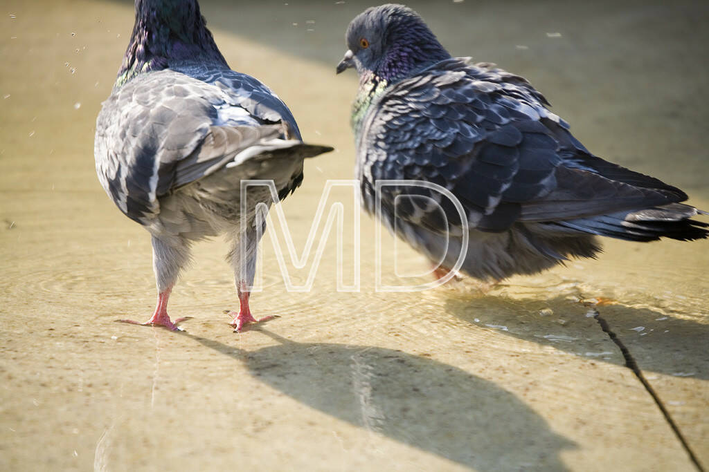 Tauben, © www.martina-draper.at (11.07.2013)