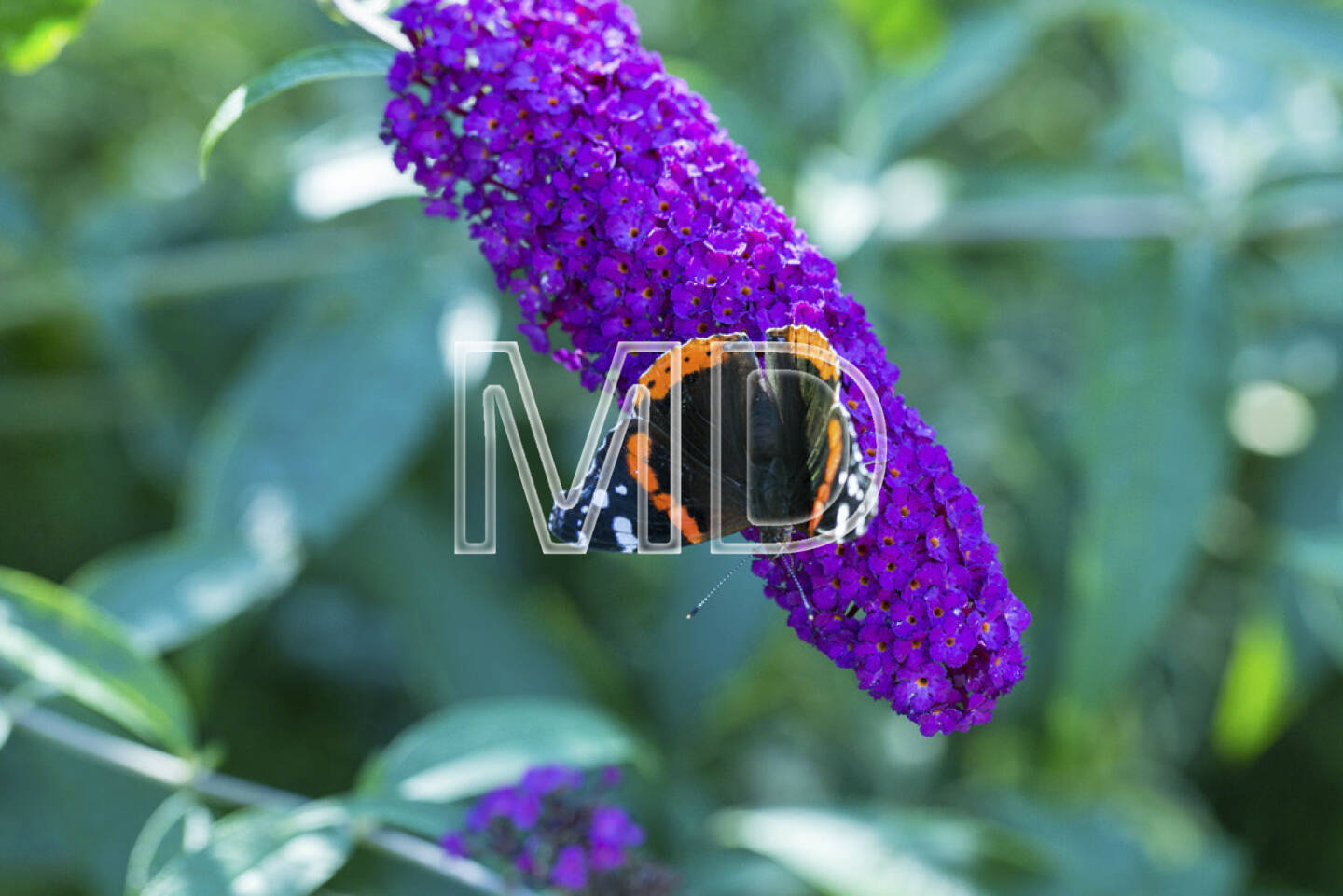 Schmetterling auf Sommerflieder