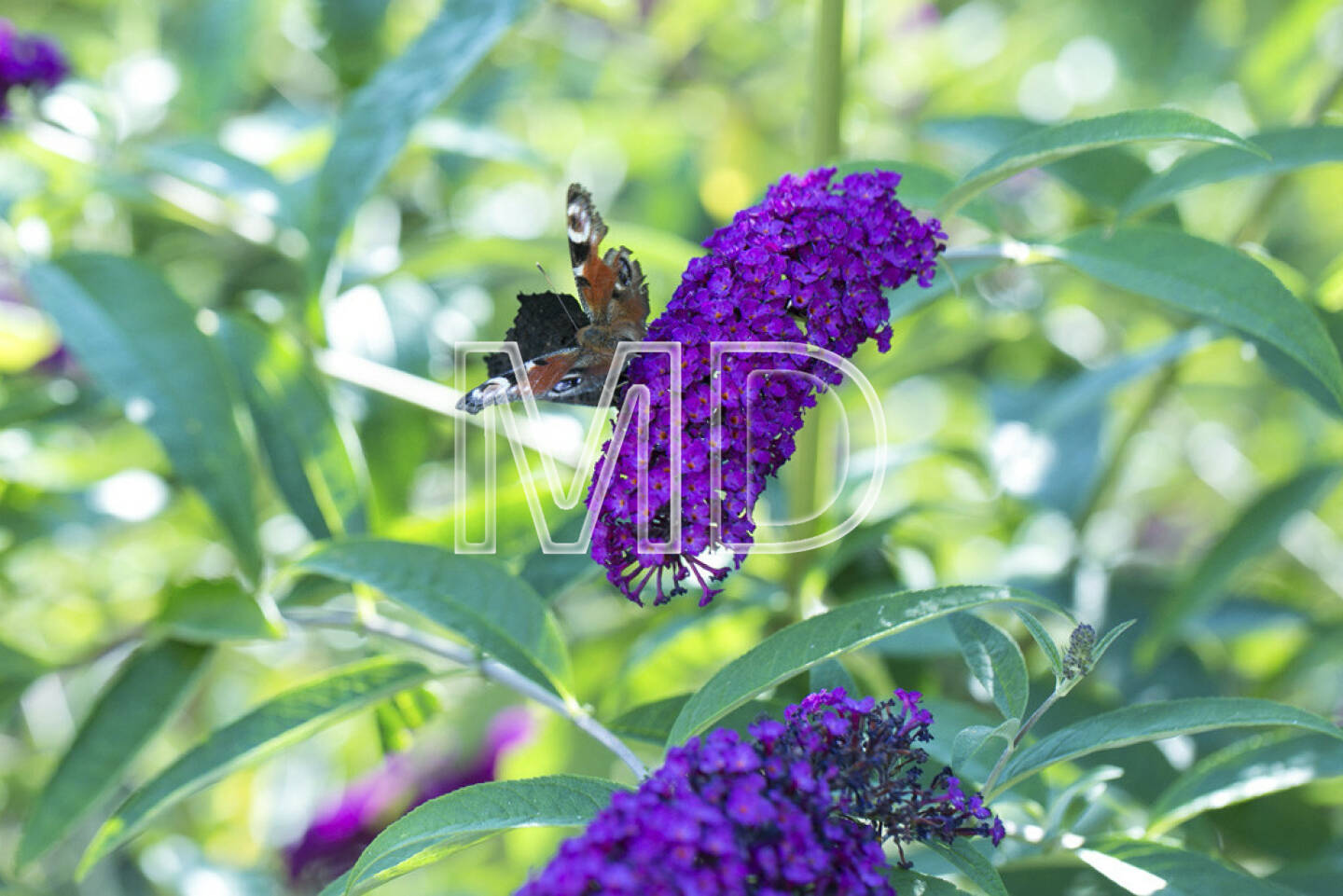 Schmetterlinge auf Sommerflieder