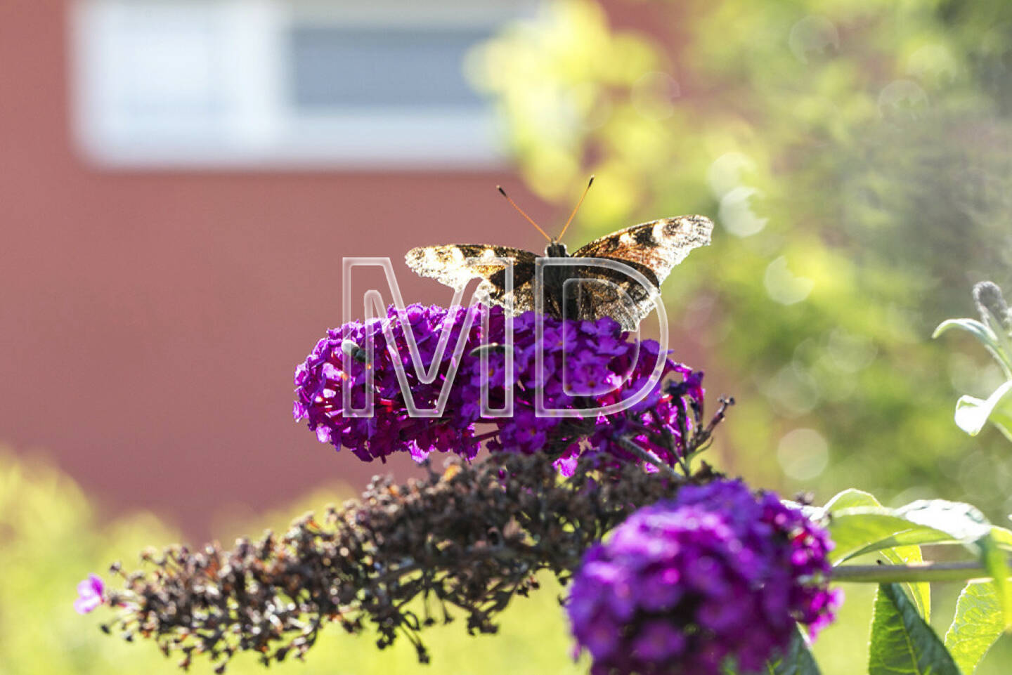 Schmetterling im Gegenlicht auf Sommerflieder