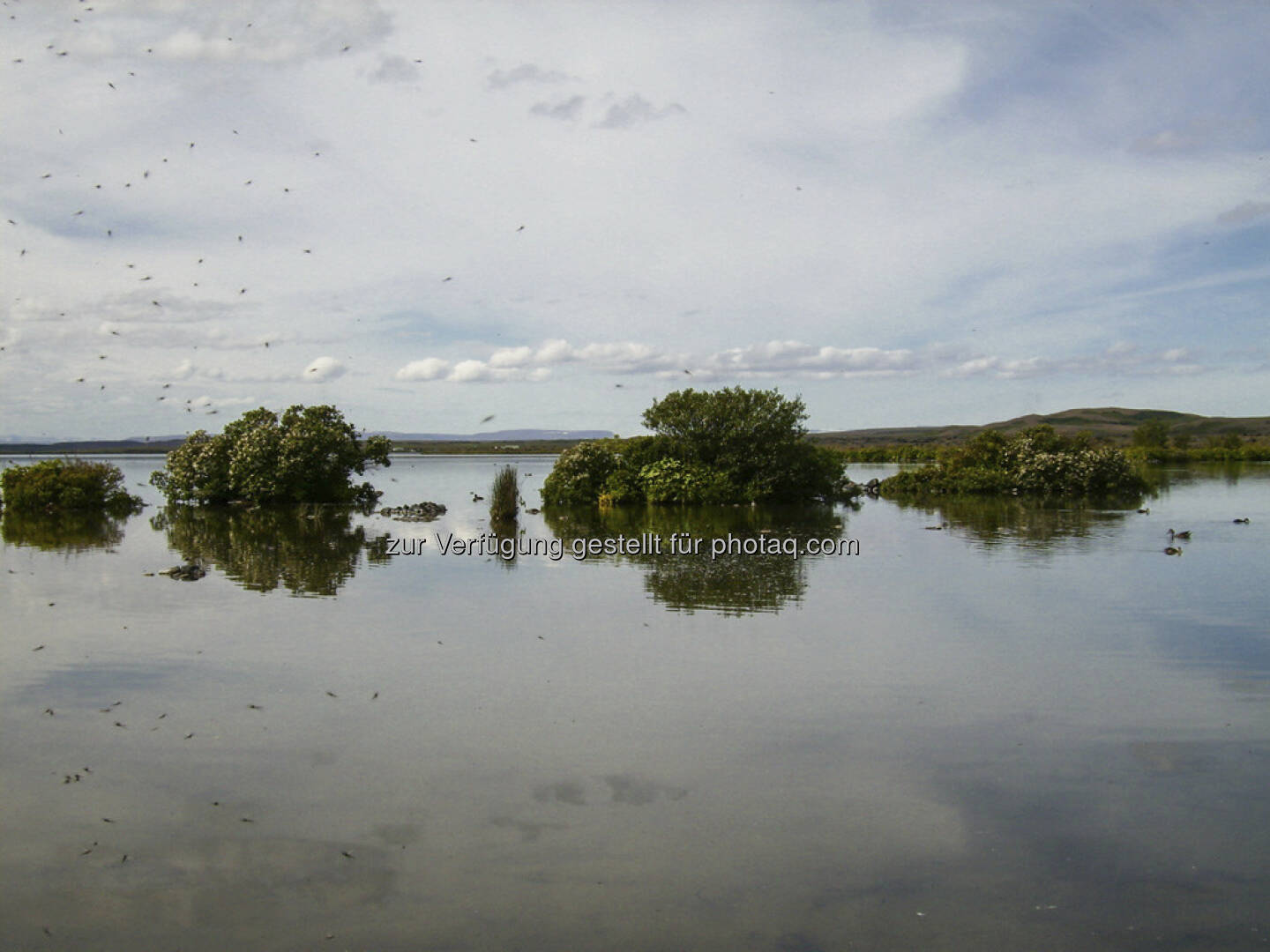 Mückensee - Island