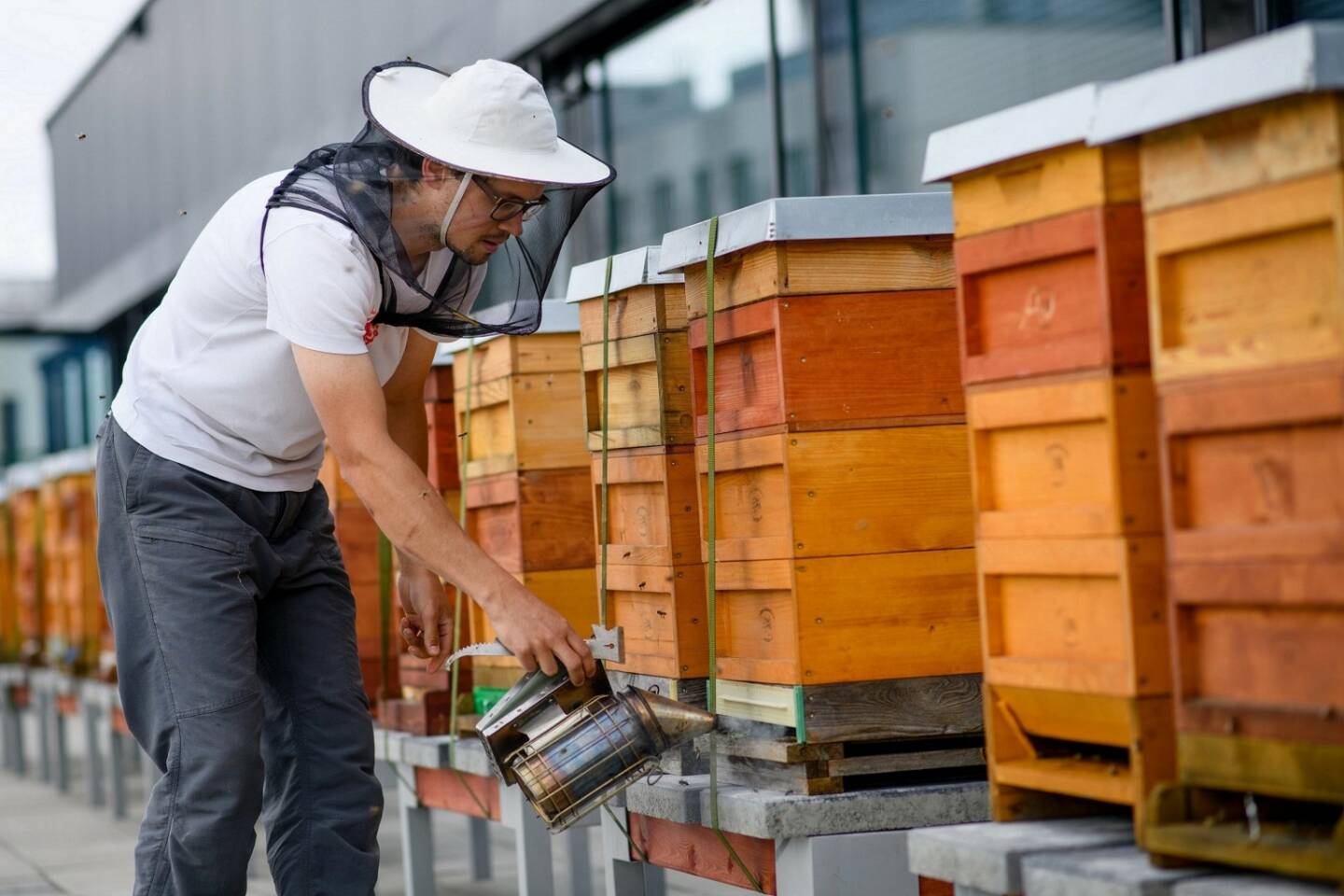 Eine Million Bienen auf dem Dach der UniCredit Bank Austria Unternehmenszentrale am Austria Campus angesiedelt, Credit: Unicredit