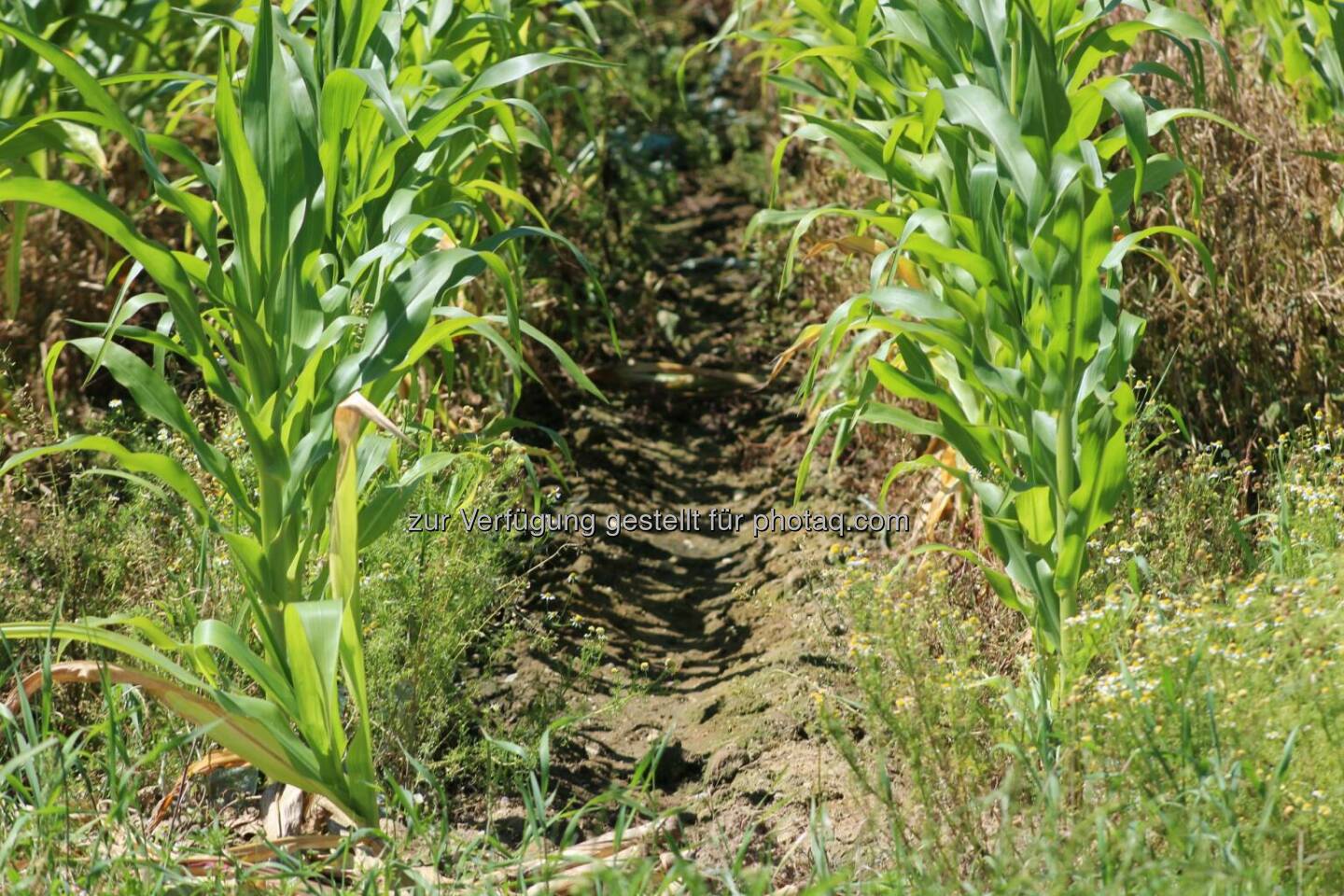 Schaufeldtag in Aschach 🚜🌽

Auch in Aschach fand im kleinen Kreis bei schönem Wetter der AGRANA Schaufeldtag statt. Neben den AGRANA Kulturen Mais, Weizen, Kartoffel und Rüben wurde auch ein Folienmaisversuch präsentiert. Ausreichend Masken und Handdesinfektionsmittel wurden für die Besucher selbstverständlich zur Verfügung gestellt. Wir haben uns sehr über den Besuch von unseren Rohstofflieferanten gefreut. 🙌  Source: http://facebook.com/AGRANA.Group