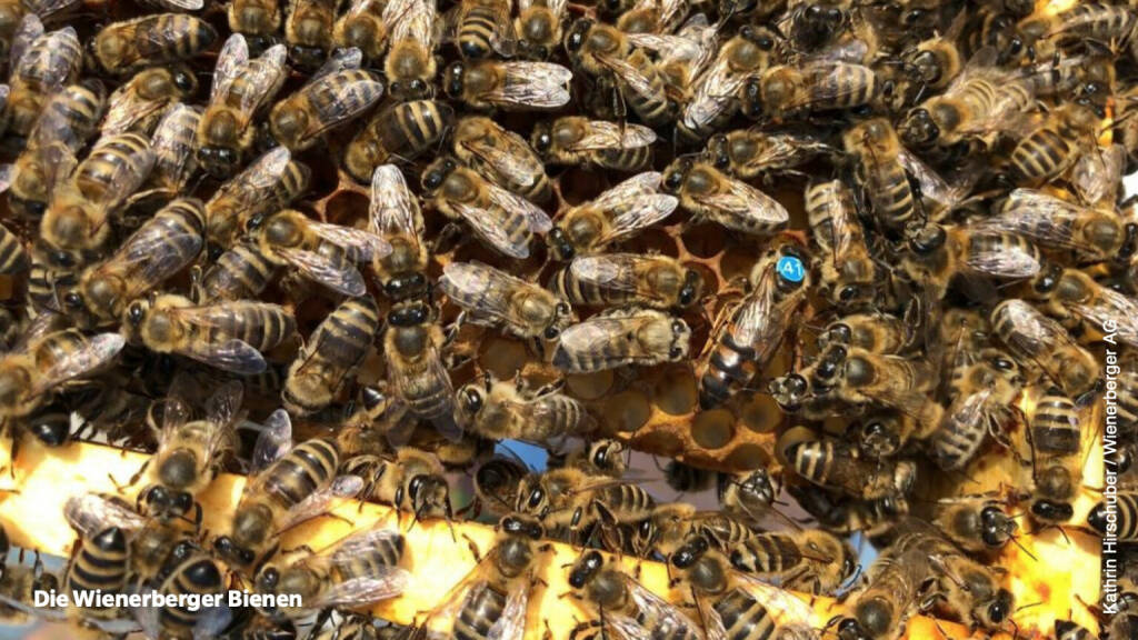 Bienen am Wienerberger-Dach, Credit: Kathrin Hirschuber, Wienerberger, © Aussender (24.09.2020) 