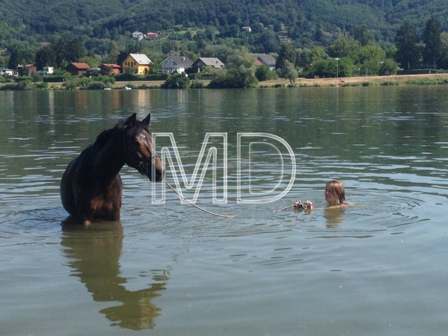 Pferd, Wasser