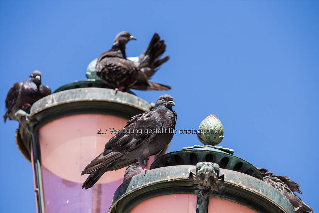 Venedig, Laterne mit Tauben, © Nina Krist (Philoro) (05.08.2013) 