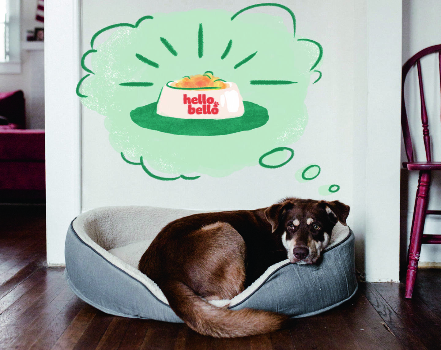 HelloBello Tiernahrung GmbH: Wiener Start-Up “HelloBello” greift nach deutschen Hundenäpfen,  Nach erfolgreichem Start in Österreich hat die starke Nachfrage aus Deutschland nun den deutschen Markteinstieg eingeleitet. Credit: HelloBello