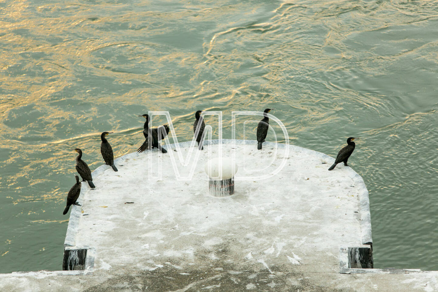 Kormorane, sitzend, Pier