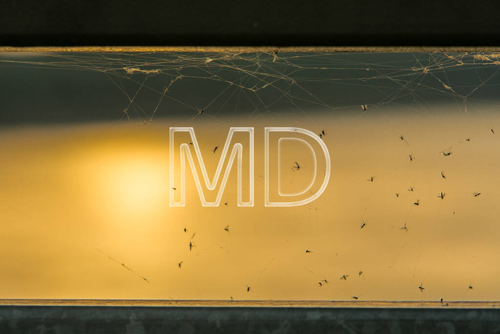 Spinnennetz, Fliegen, © www.martina-draper.at (09.08.2013)