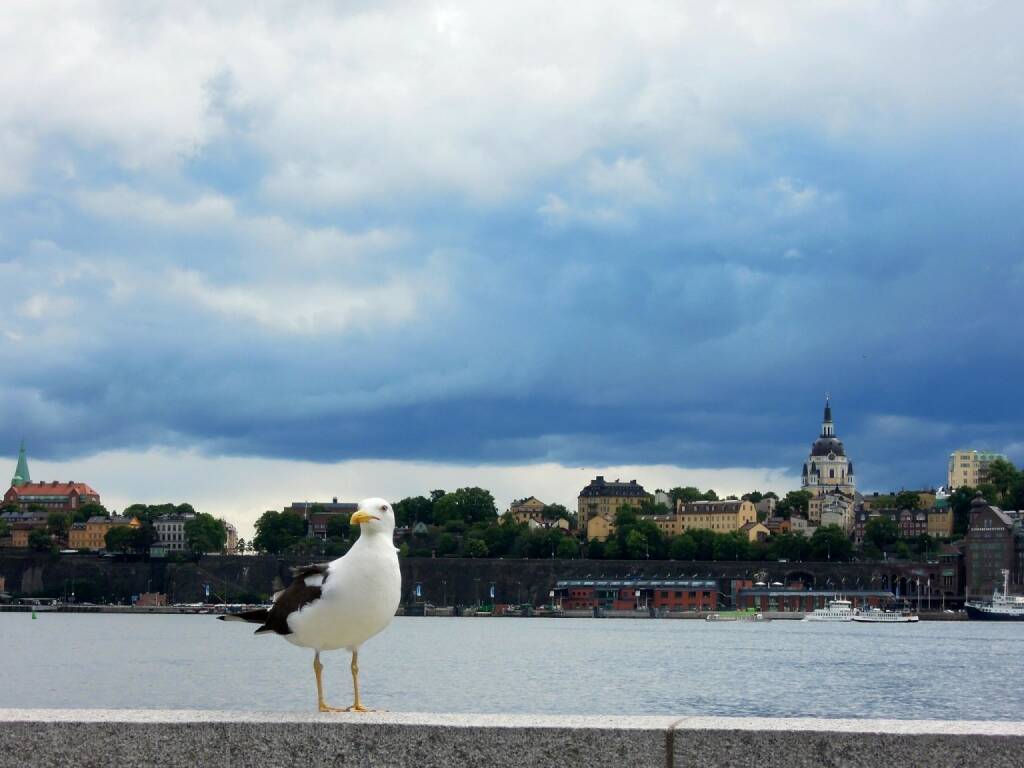 Möwe, Stockholm, © Peter Sitte (14.08.2013) 