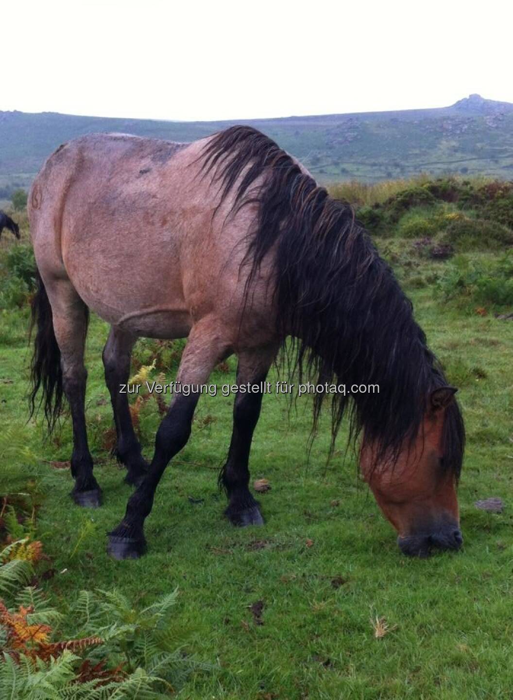 England - Pferd