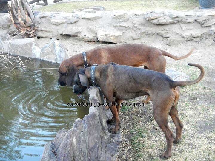 Namibia, Hunde, Trinken Bild 9187 // Namibia (by Judith Schreiber)