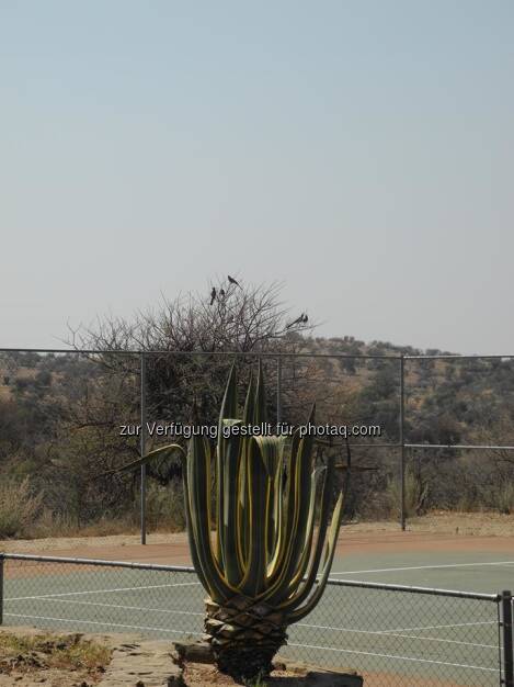 Namibia, Tennisplatz, © Judith Schreiber (24.08.2013) 
