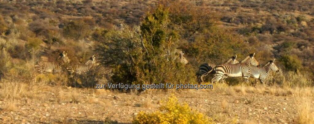 Namibia, Zebra, © Judith Schreiber (24.08.2013) 
