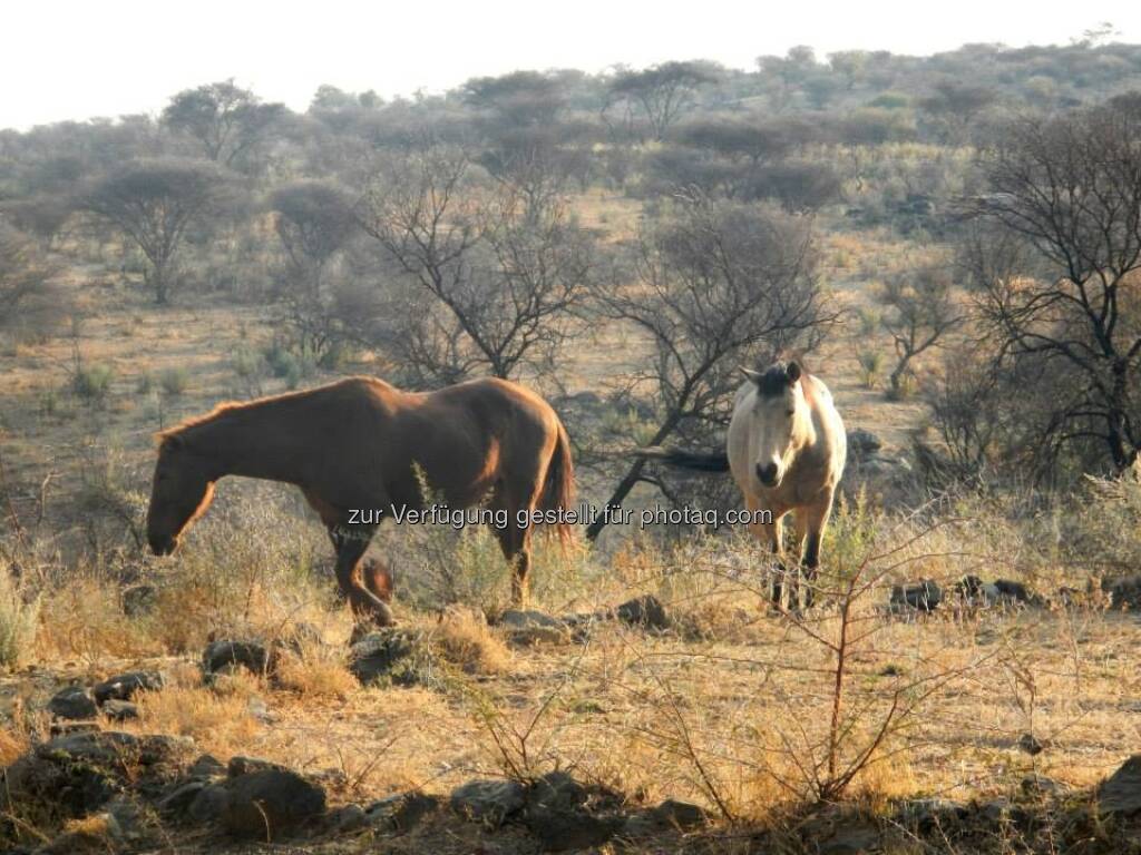 Namibia, Pferde, © Judith Schreiber (24.08.2013) 