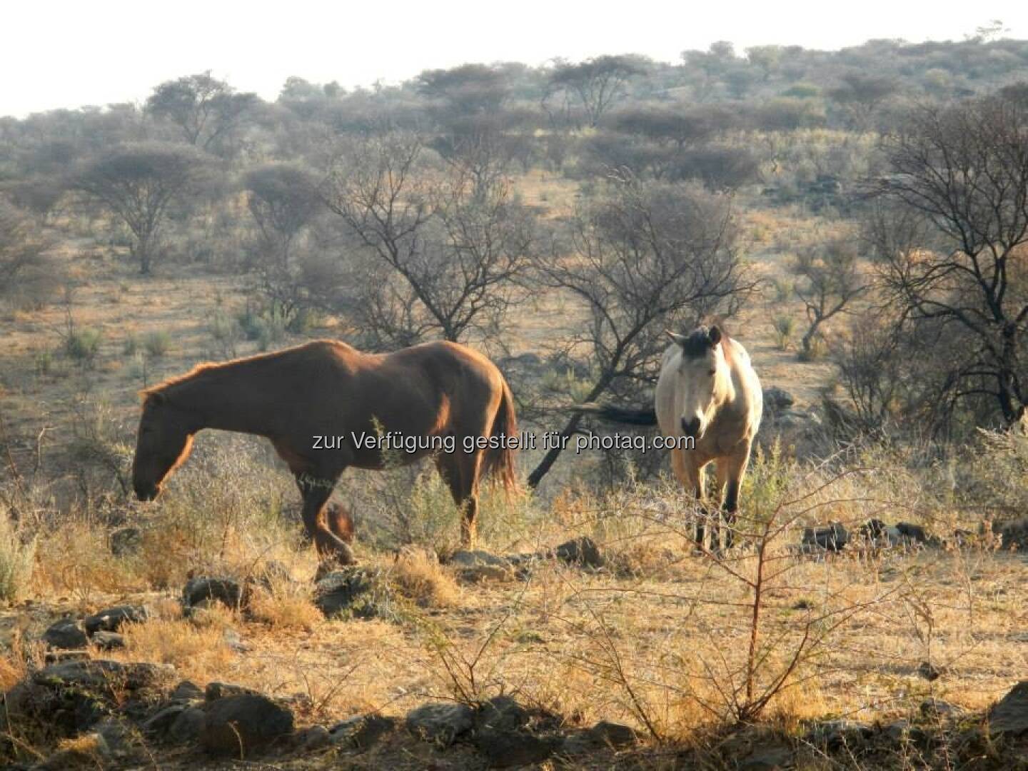 Namibia, Pferde