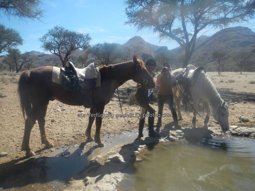 Namibia, Pferde, © Judith Schreiber (24.08.2013) 