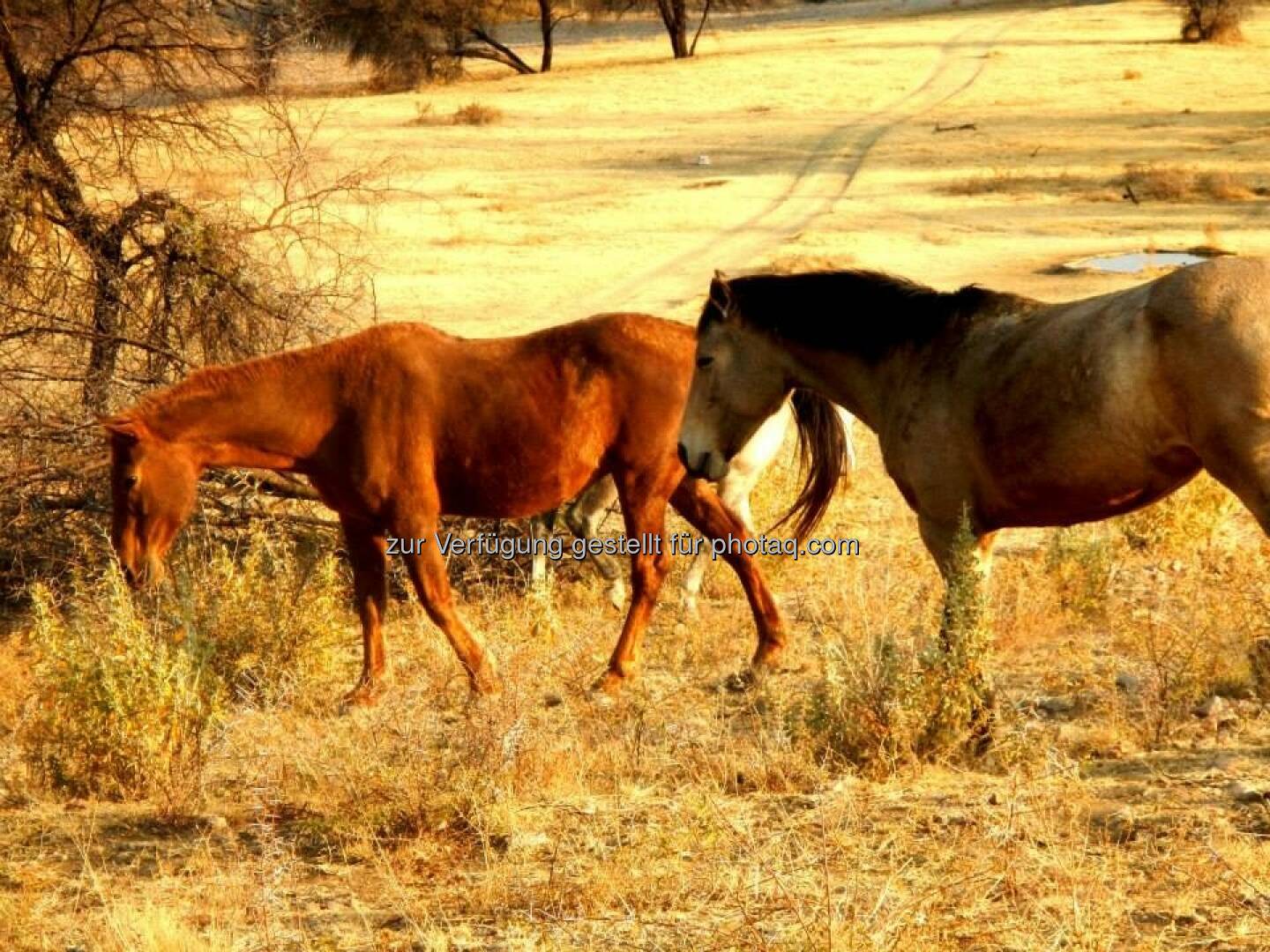 Namibia, Pferde