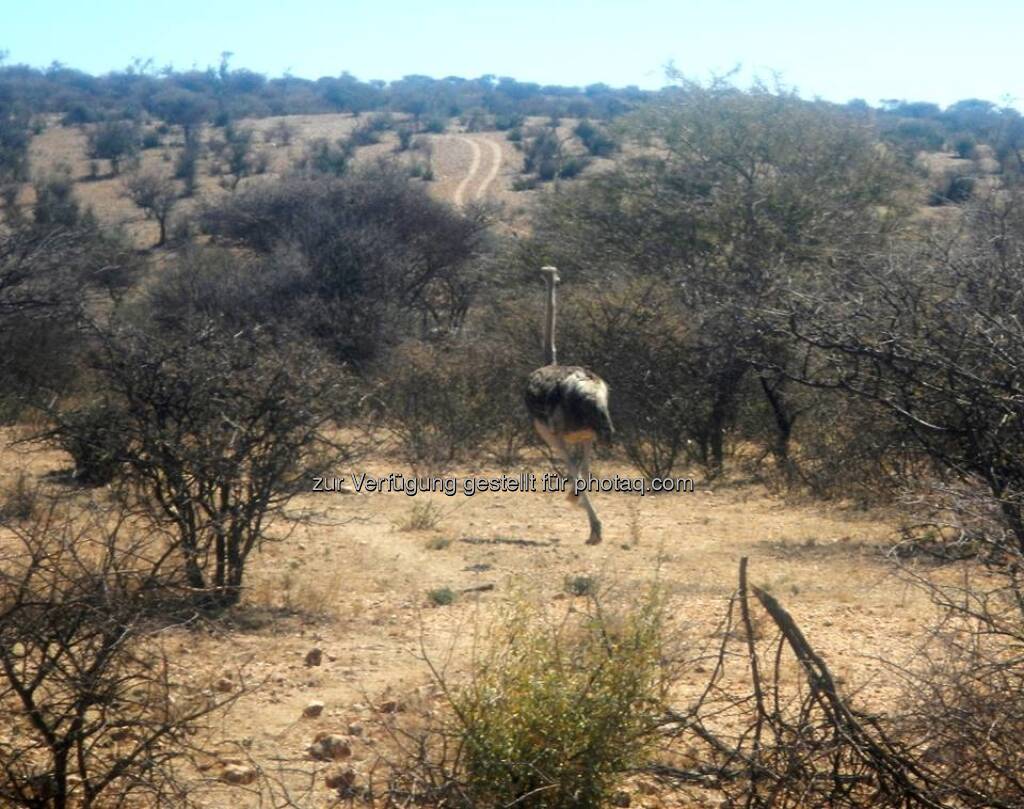 Namibia, © Judith Schreiber (24.08.2013) 