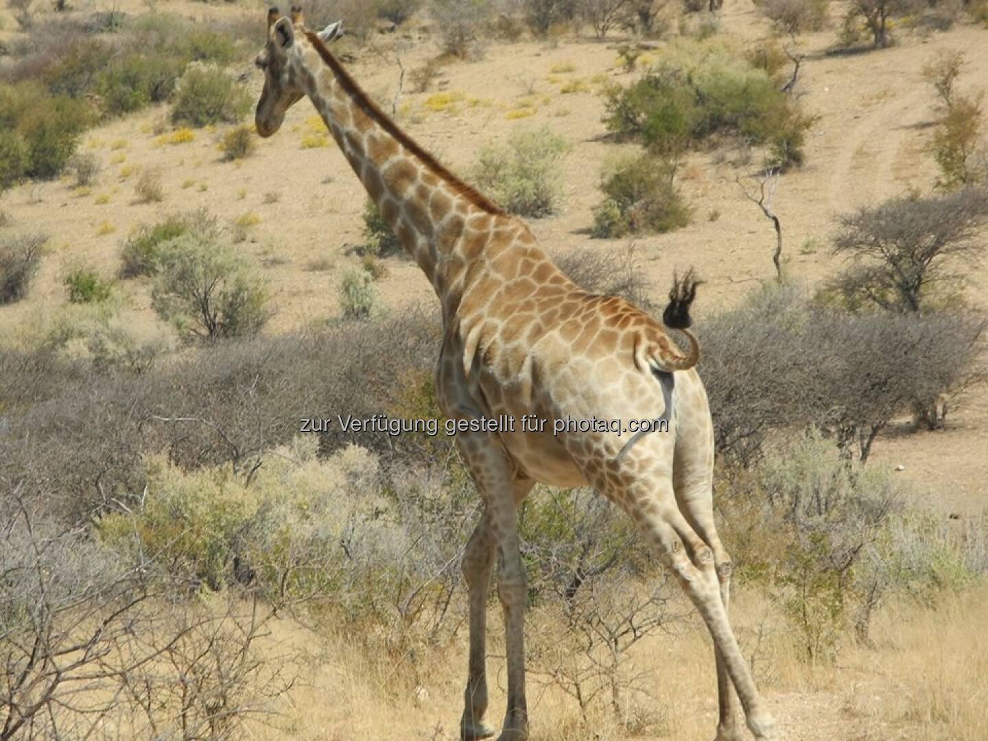 Namibia, Giraffe