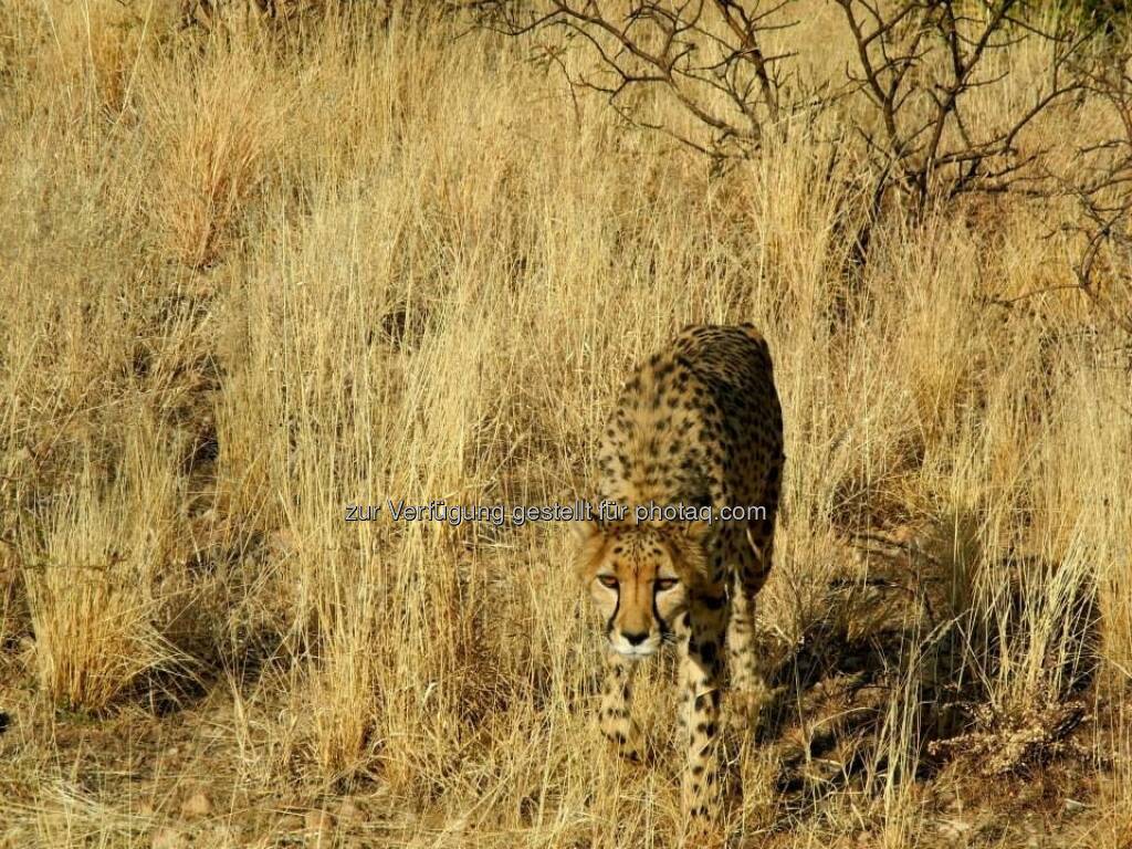 Namibia, Steppe, © Judith Schreiber (24.08.2013) 